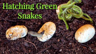 Baby smooth green snakes hatching and released back into the wild!! by Nature In Your Face 482 views 7 months ago 7 minutes, 35 seconds