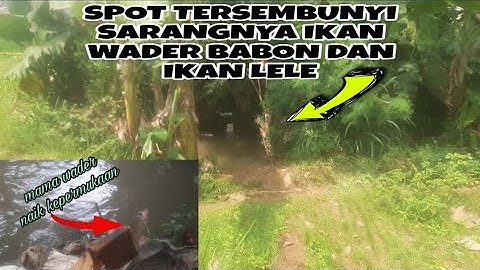 SPOT INI MEMANG SARANGNYA IKAN WADER DAN IKAN LELE !! Tempatnya sunyi dan tersembunyi