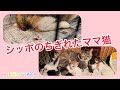 痛痛しい!シッポのちぎれたママ猫 やっとやっと手術出来ます【保護猫】【親子猫】