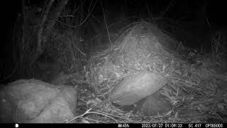 2023-07-27 01:09:22/Rattus rattus; Antechinus stuartii/Black rat; brown antechinus