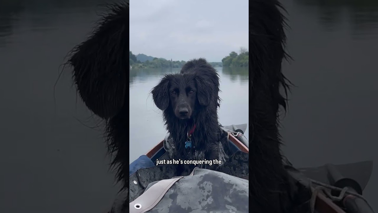 Day 11: Kayaking to Mongolia 🇲🇳 — 2,580 km on the Danube with my dog Fluffo 🐾Only the beginning