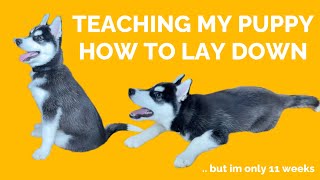 training a puppy to lay down! Siberian Husky puppy training!