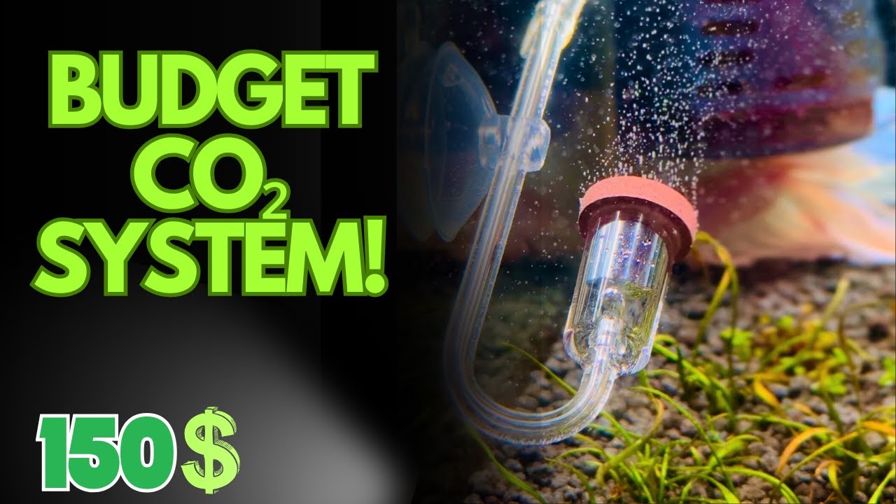 Budget CO₂ Setup for Nano Betta Tank