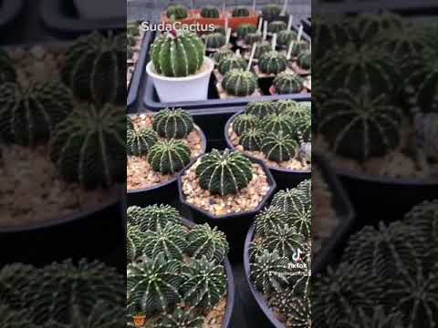 พาไปดูยิมโนแอลบีที่สวนSudaCactus  LB2178