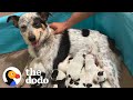 Pregnant Foster Dog Surprises Everyone With Her Tenth Puppy | The Dodo Foster Diaries