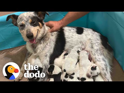 Video: Foster câine gravidă este tratată la o fotografie frumoasă de maturitate
