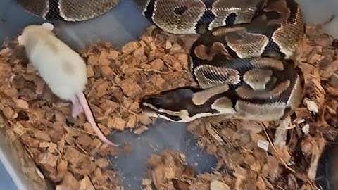 Ball Python Feeding - Warning Live Feeding
