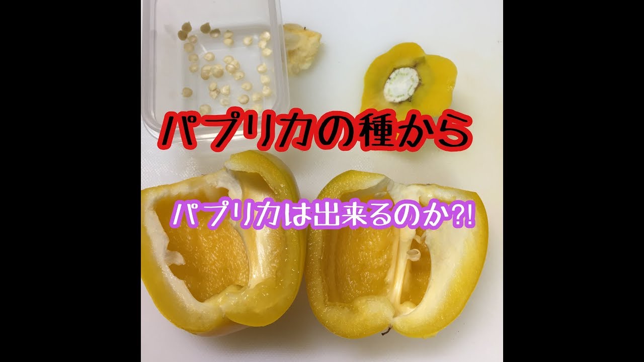 パプリカの種を植えてみたら Youtube