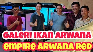 galeri ikan arwana  empire arwana red milik mr. afuk | arowana fish gallery