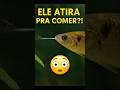 Ele caça usando física e mira — e nem tem mãos! #peixe #fyp #shorts