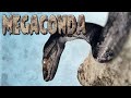 Megaconda 2010 carnage count