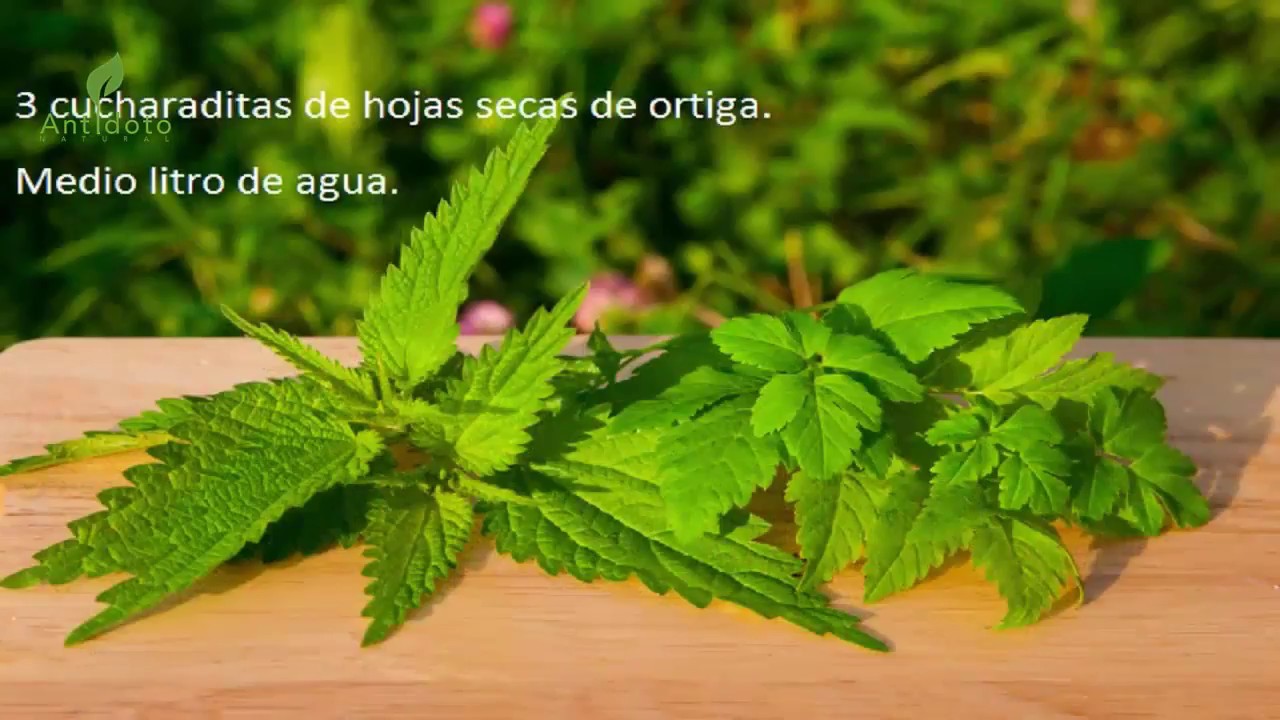 LA PLANTA DE LA ETERNA JUVENTUD”” ESTA PLANTA NUTRE, CURA Y REGENERA