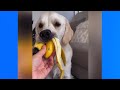 Top Funny Pet Videos : ASMR Dog Reviewing Different Types of Food | Funny Videos