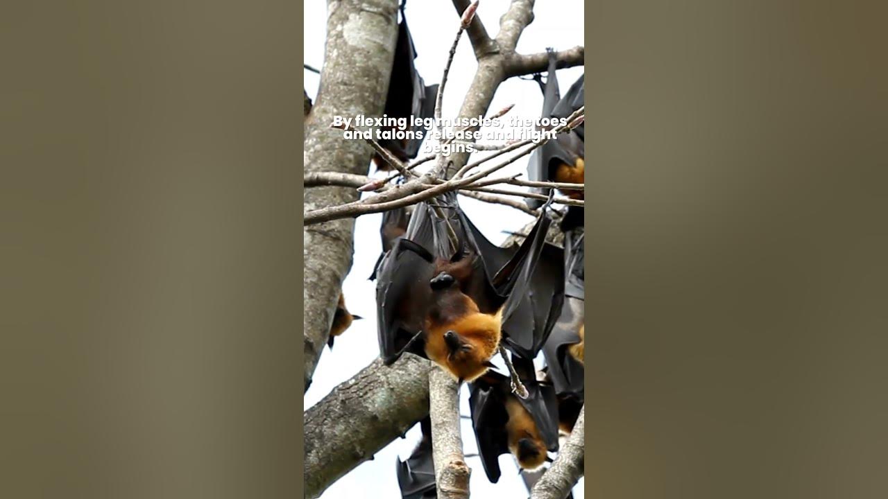Why Bat Hangs Upside Down? 🦇 How Bats Sleep Upside Down