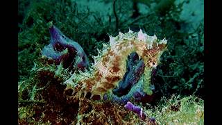 CRITTER Hunting on Sabang – Puerto Galera   Dive Side Montani    A Hidden Underwater World Awakens!