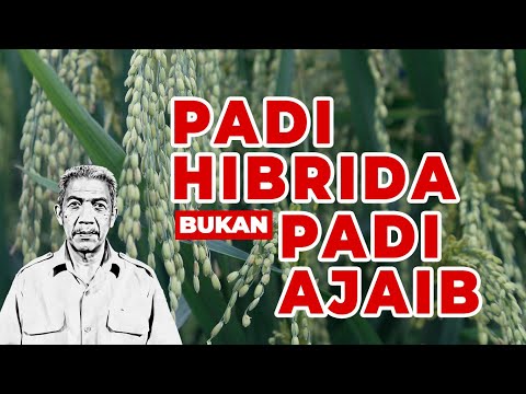 Video: Apakah mata biru adalah hasil dari inbrida?