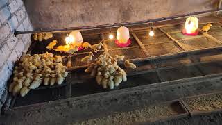 Bebek Hibrida PPG Umur 4 Hari - Periode Ke 3