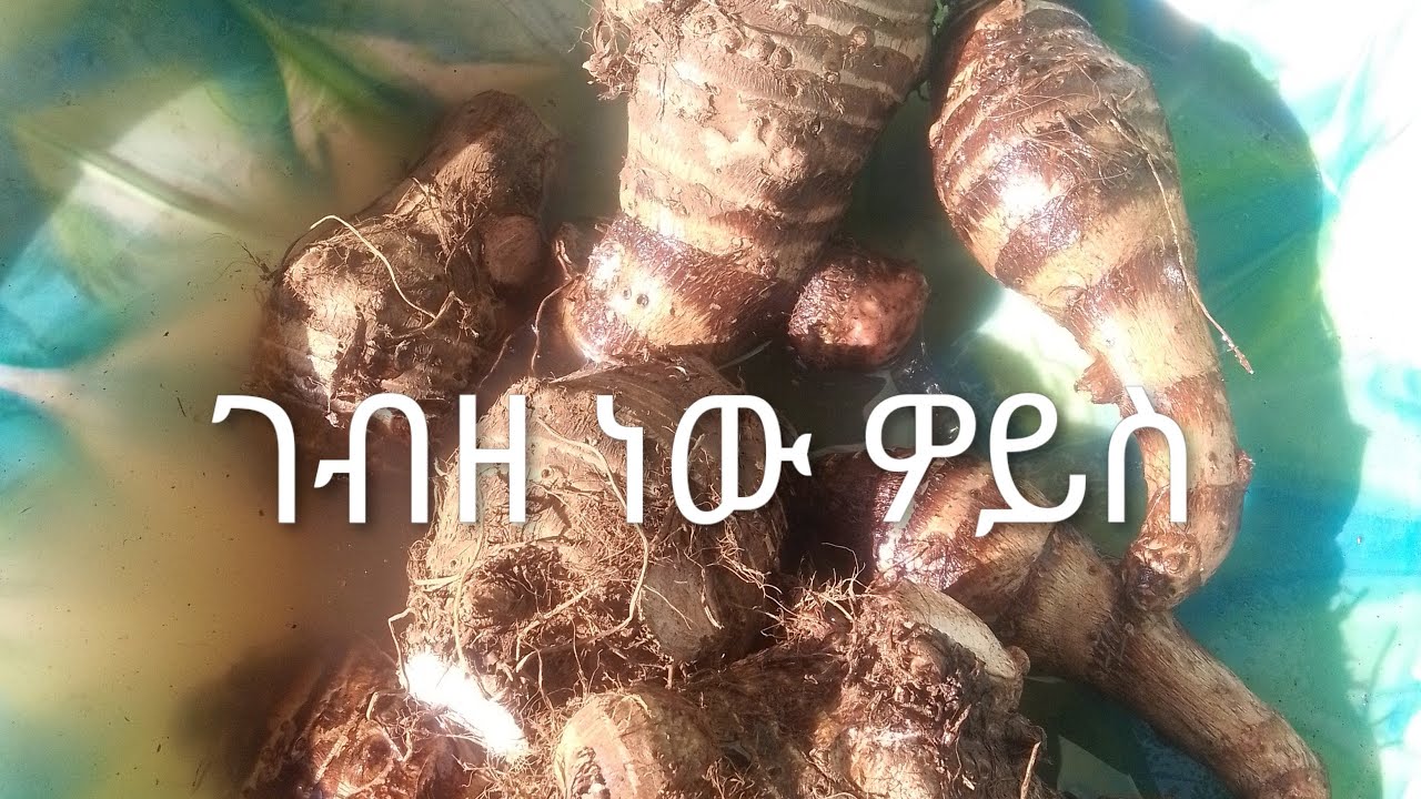 ረማ ሀሰን ይቱዩብ is live