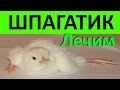 Шпагатик или Вертолетик у цыплят и перепелят / Как вылечить / Что делать