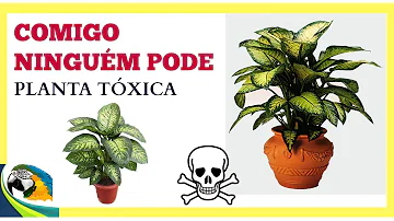 Quais os sintomas da intoxicação com a planta comigo ninguén pode?