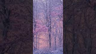 Snowy with blossom Ambience for Study, Read or relax. #studybackground #winterambience #cozy #study