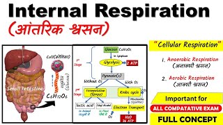 Cellular Respiration || Internal Respiration || details explanation of Aerobic & Anaerobic