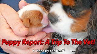 Puppy Report: A Trip To The Vet!