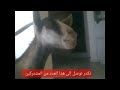 مقطع مضحك معى صوت معلق      الوصف مهم 