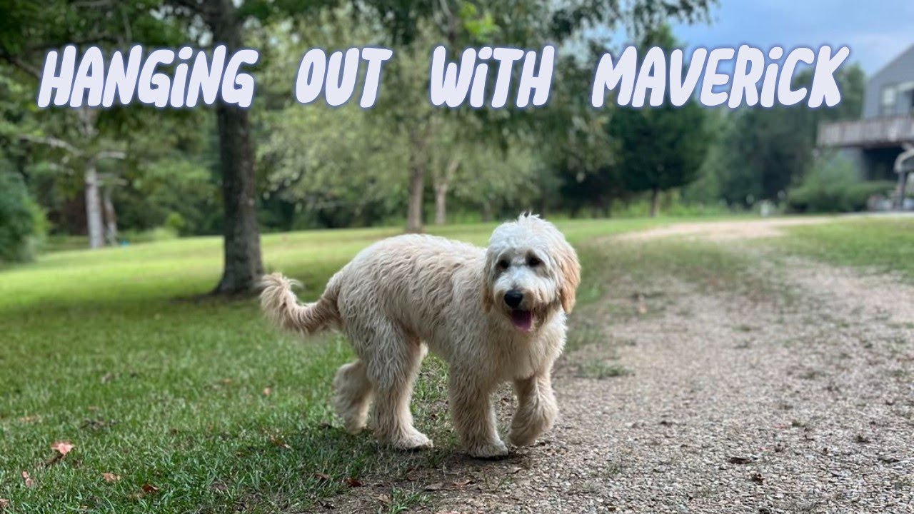 🐶Hanging Out With Maverick The Doodle