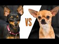 PINSCHER VS CHIHUAHUA - Comparação entre raças