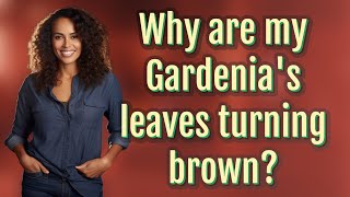 Why are my Gardenia's leaves turning brown?