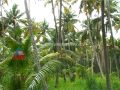 Ithalukal:Nature World Coconut 2014