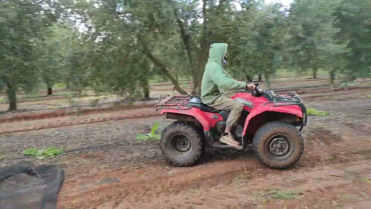 OLIVE WORK || PORTUGAL EXPLORE || BEJA || PORTUGAL WORK LIFE ||