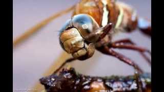 Sudenkorento - Dragonfly Macro Timelapse