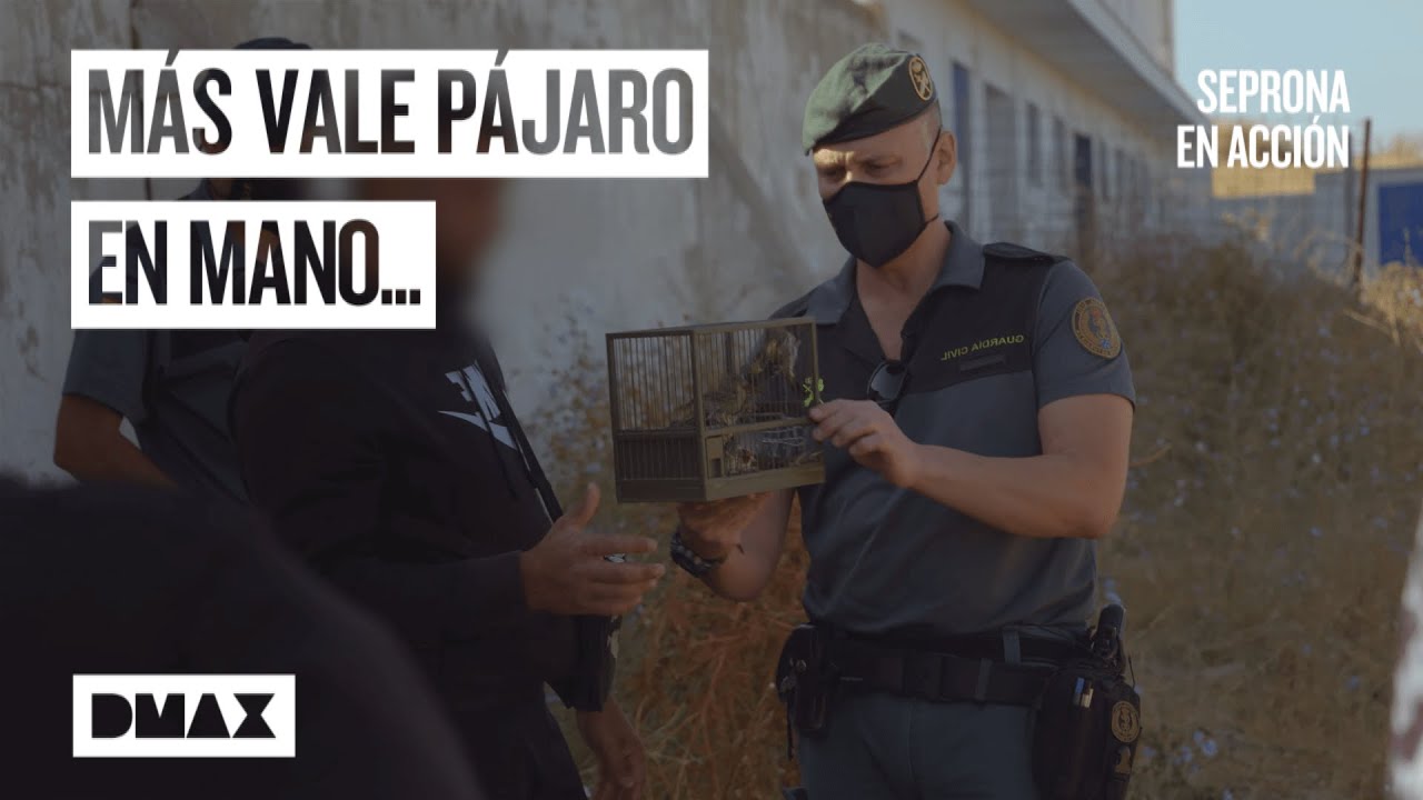 Cazadores ilegales de aves: así actúa el Seprona | Seprona en acción