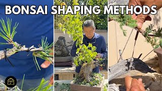 Which Bonsai Method for Shaping?! Wiring vs. Clip & Grow vs. Anchoring