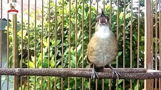 Jongkangan/Cingcoang coklat Ngeplong gacor,, Pancingan manjur jongkangan bahan