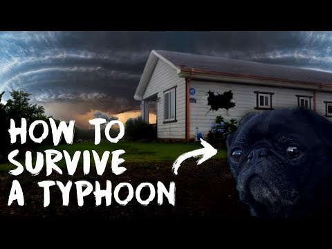 HOW TO SURVIVE A TYPHOON (with a pug)
