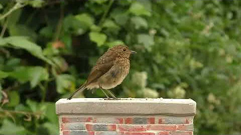 Calming TV for Cats : Cat TV - My Garden Birds - R...