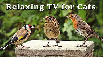 Calming TV for Cats : Cat TV - My Garden Birds - Relaxing Nature Music for Cats to Sleep