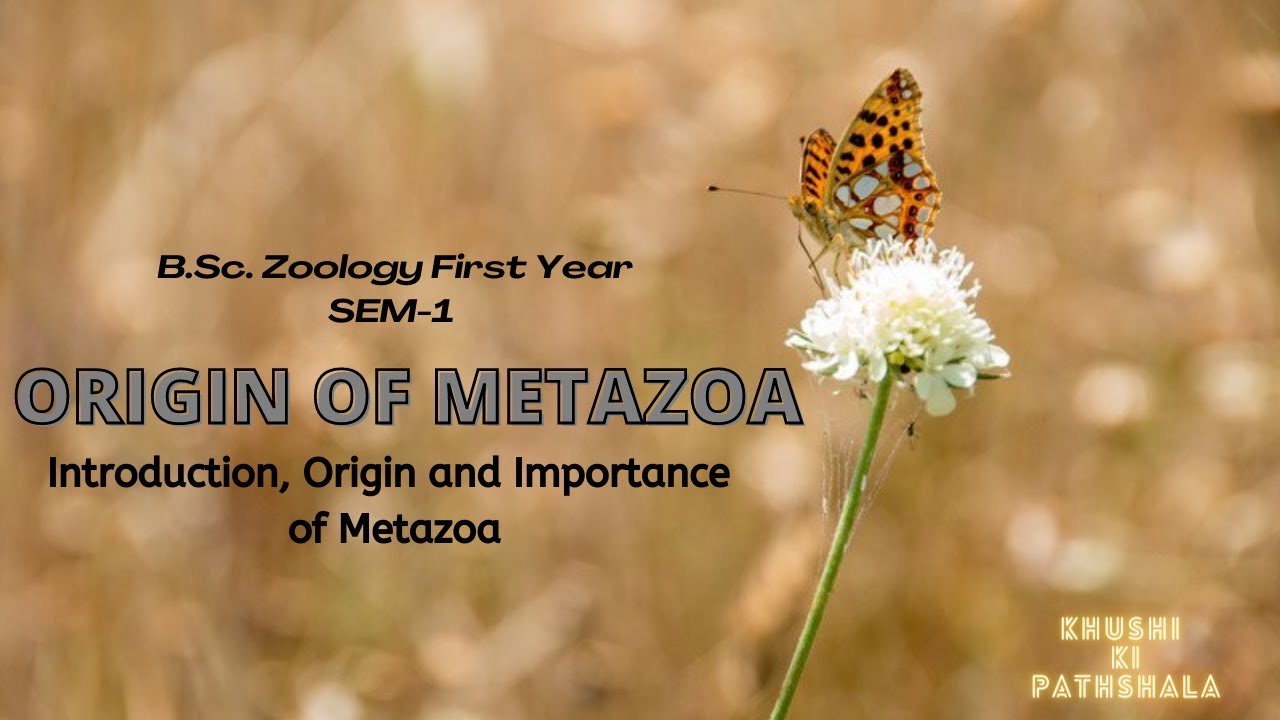 Origin of Metazoan || B.Sc. Zoology Sem 1 || Chapter  4 || Full Chapter Explained