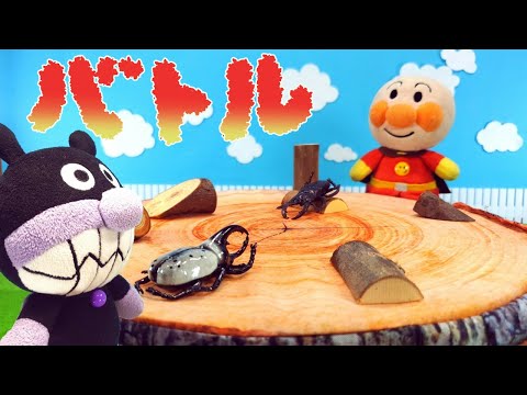 アンパンマン おもちゃ アニメ コマ撮り かっこいい カブトムシやクワガタで勝ち残りバトル どっちが勝つかな Beetle Stag Beetle BATTLE こまどり アニメ