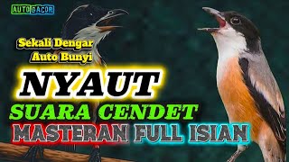 MASTERAN BURUNG CENDET GACOR DOR JOSJIS PANCINGAN KICAU FULL ISIAN