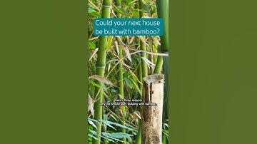 Here’s three reasons why we should start building with bamboo🎍