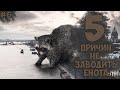 5 причин Не заводить енота - Хозяин Лев