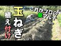 [自然農]　 「玉ねぎの植え付け」（極早生）これがプロの草マルチだ！