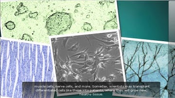 Unlocking Stem Cell Potential