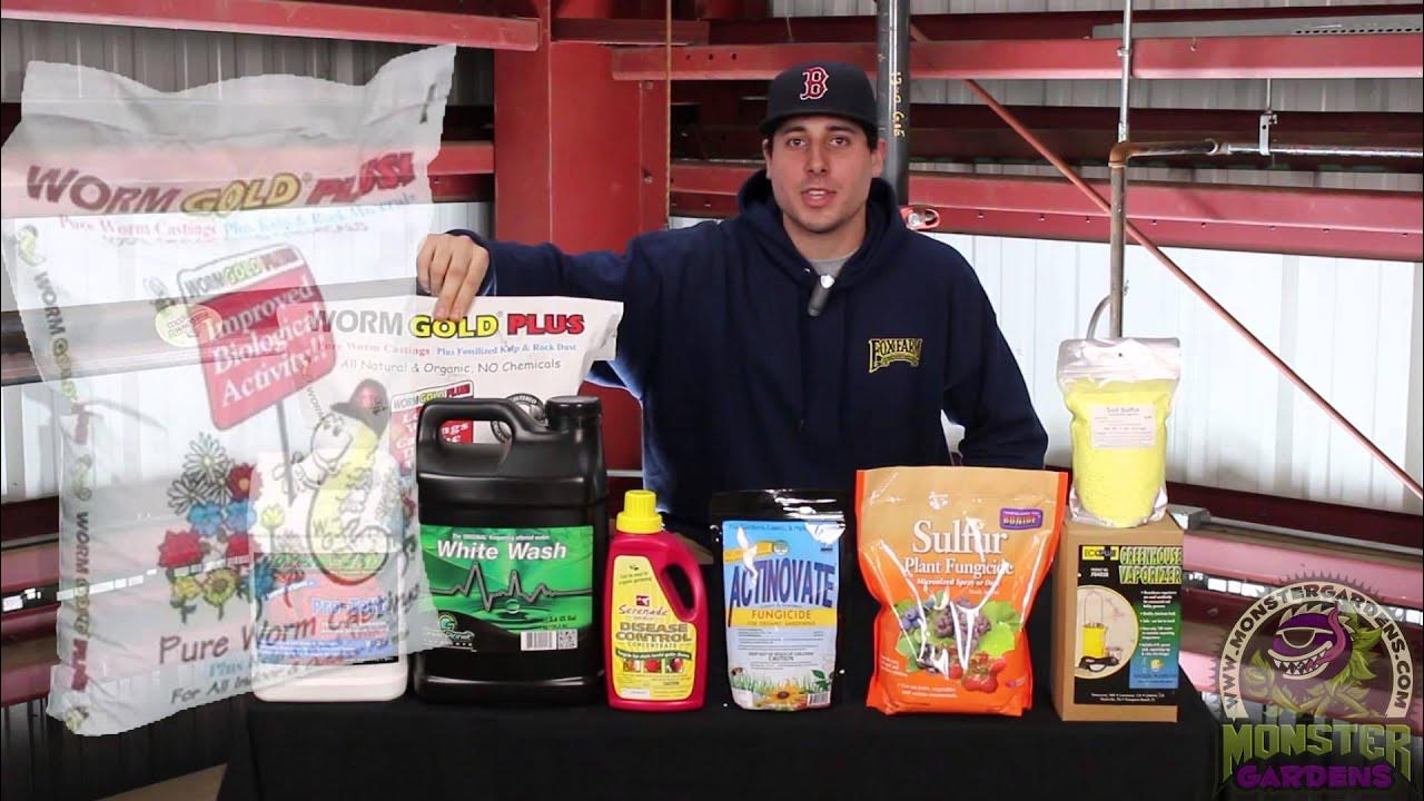 Why Do I Have Powder Mold? Get Rid of Powder Mold Getting Rid White