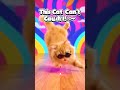 😹 “Funniest Cat Ever! Can’t Catch the Laser 😂🐾 #Shorts”