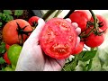 🍅 ЭТИ ПОМИДОРЫ ПОКАЗАЛИ СЕБЯ НА ВСЕ 100%! ОБЯЗАТЕЛЬНО БУДУ САЖАТЬ УРОЖАЙНЫЕ ТОМАТЫ Розовые Вершины!